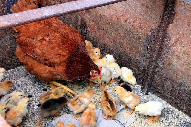 chicken-87129_640